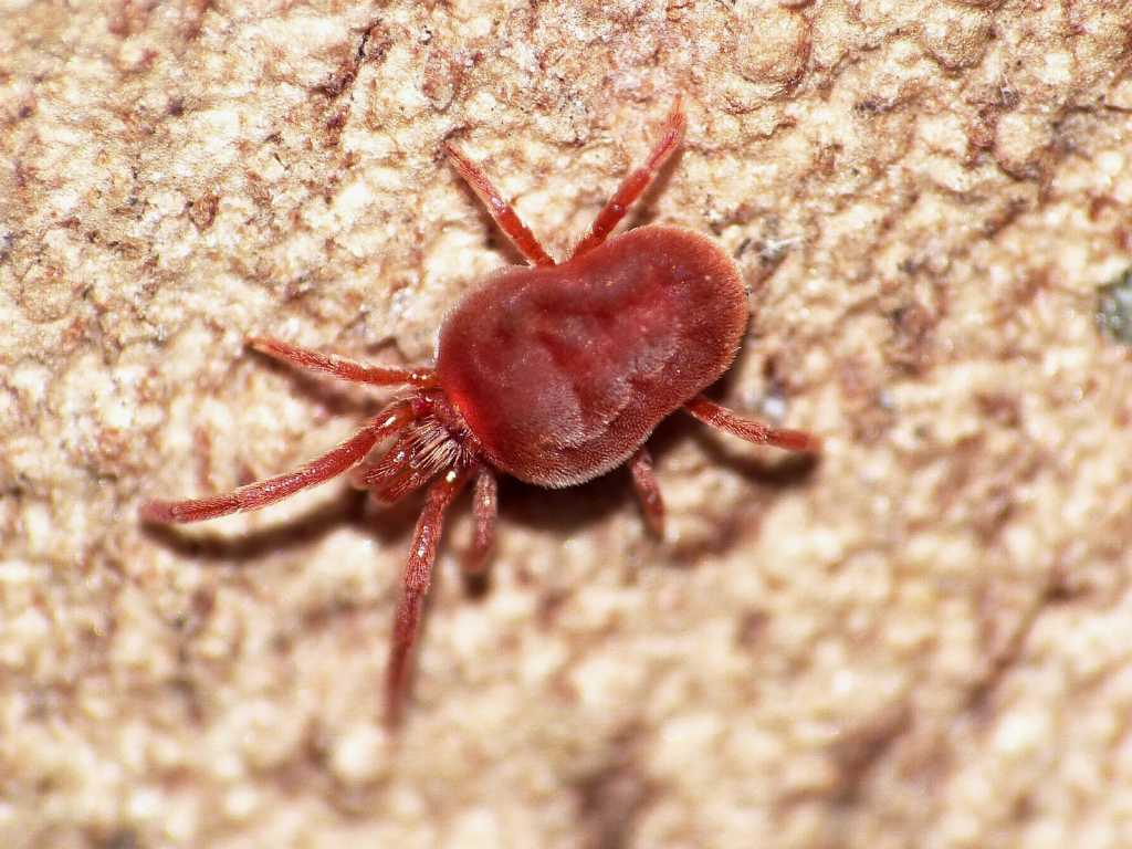 Trombidiidae - Torrimpietra (RM)